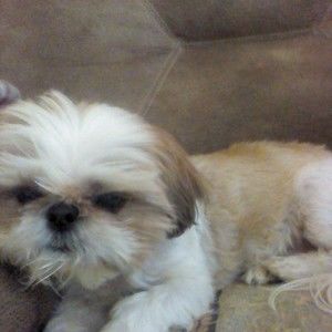 Meet your Posher, Susan